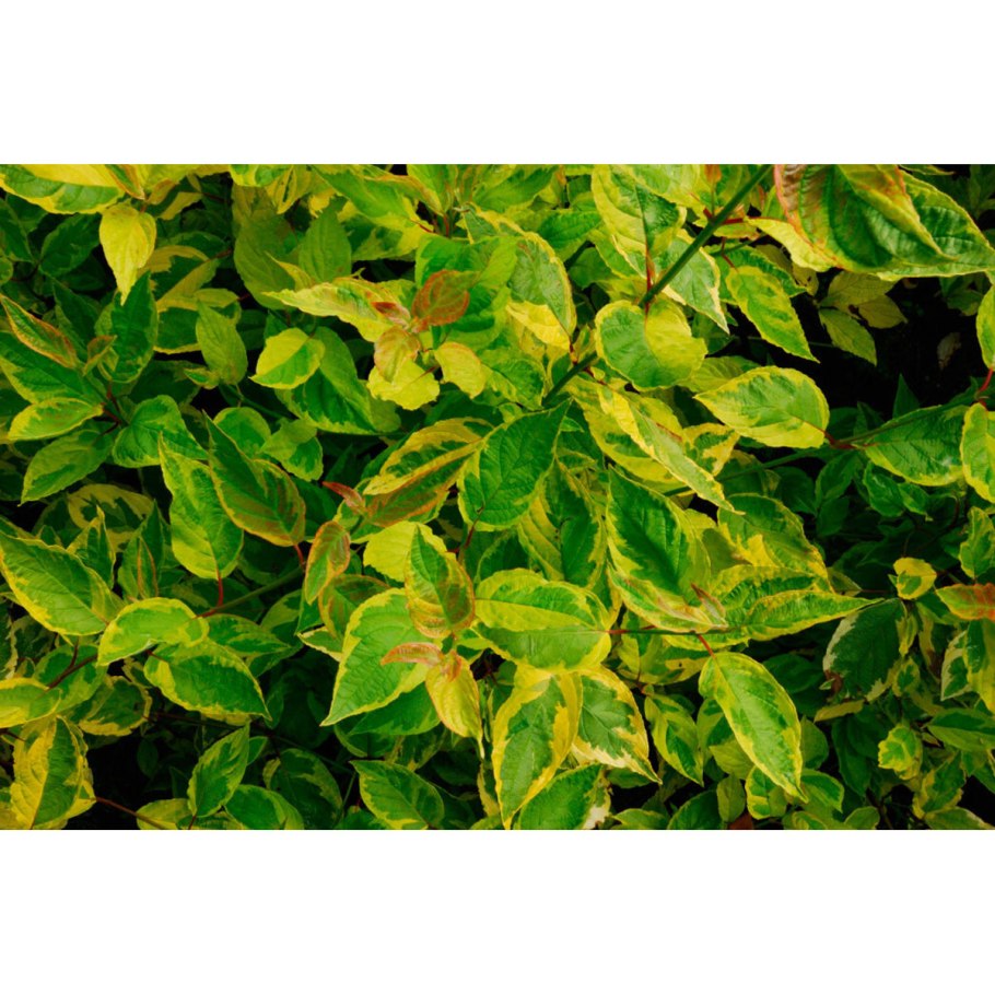 Дерен белый Шпета