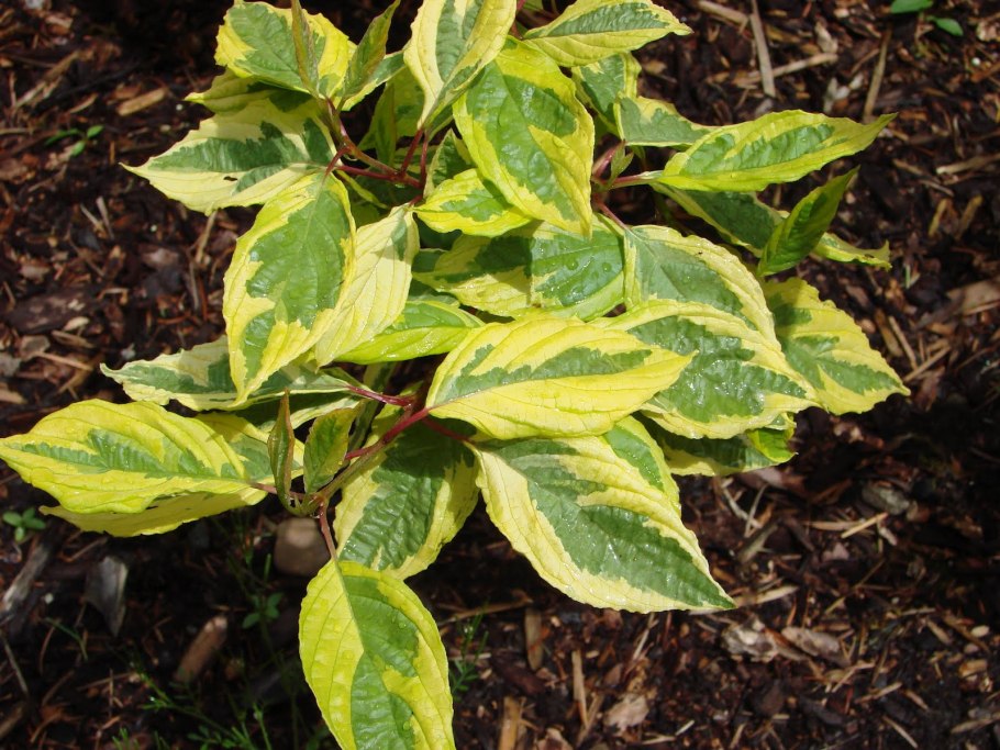 Дерен белый Шпета