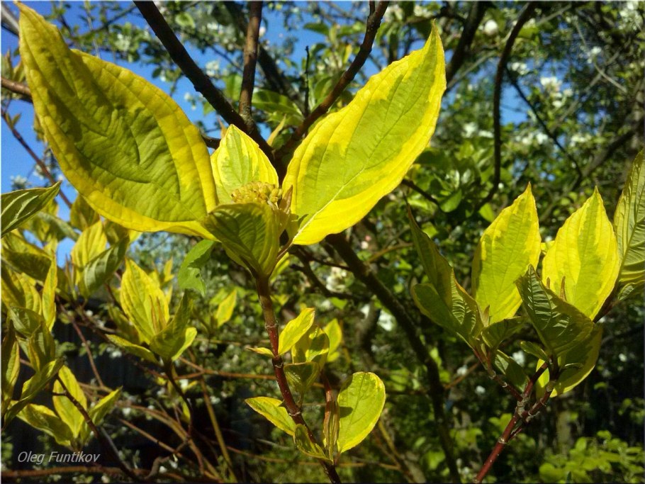 Дерен белый Шпета Живая изгородь