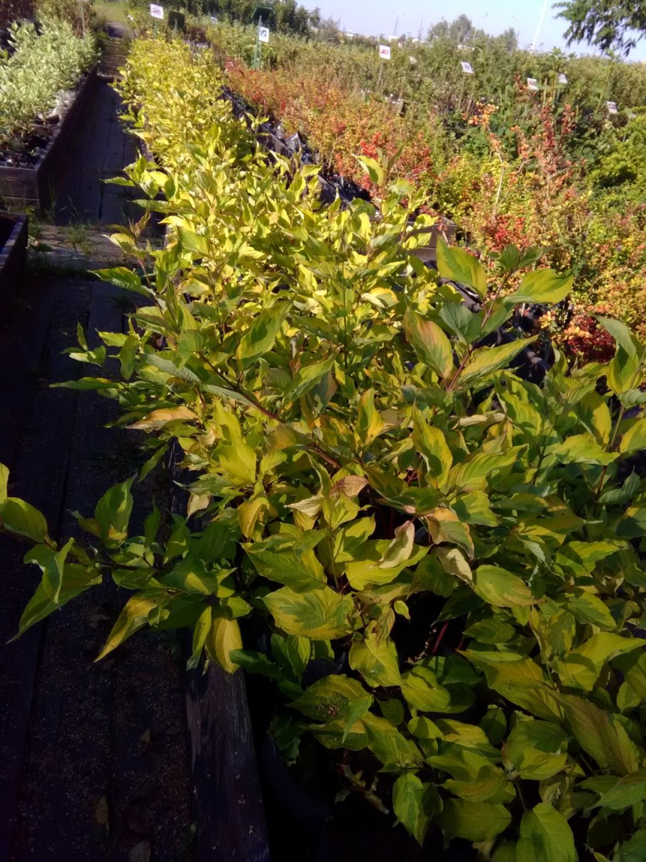 Дерен Ауреа