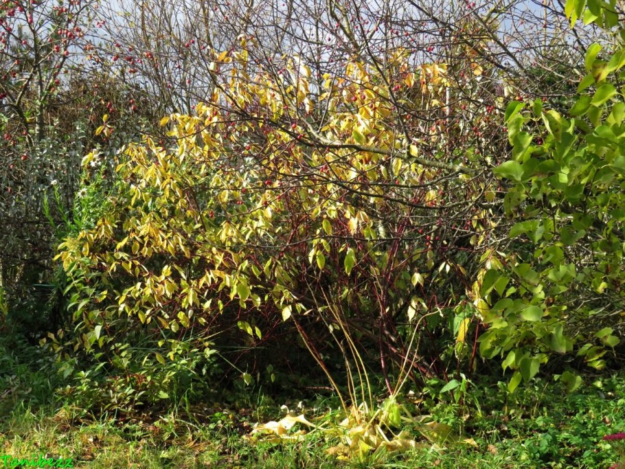 Дерен белый Гухалти