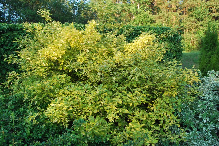 Дерен белый Ауреа осенью