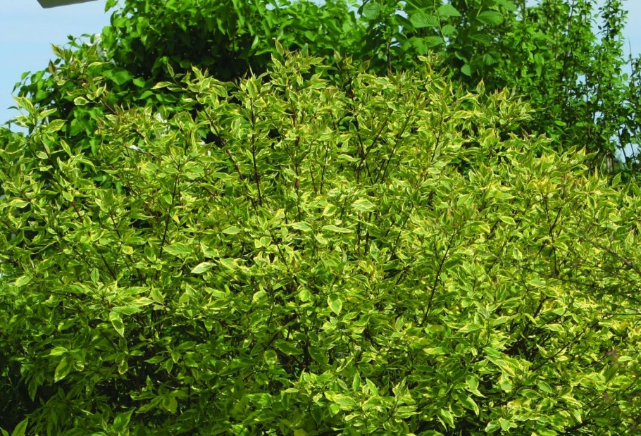 Дерен белый Шпетти