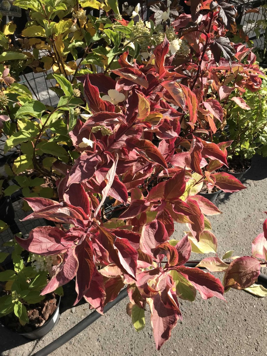 Дерен Шпети