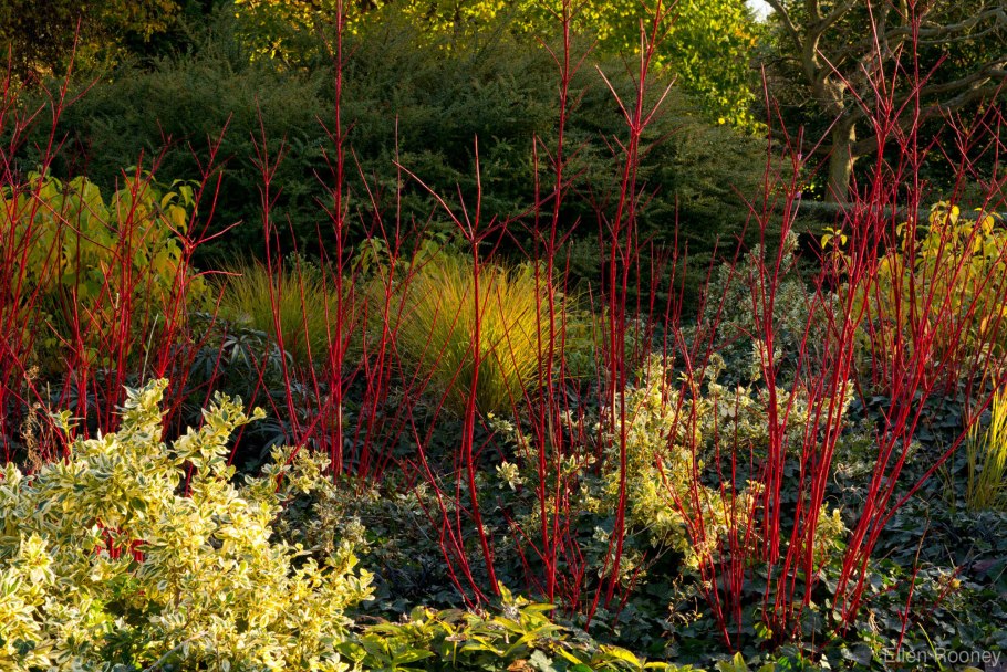 Cornus Alba Siberian Pearls