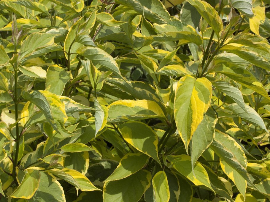 Cornus Alba 'Gouchaultii'