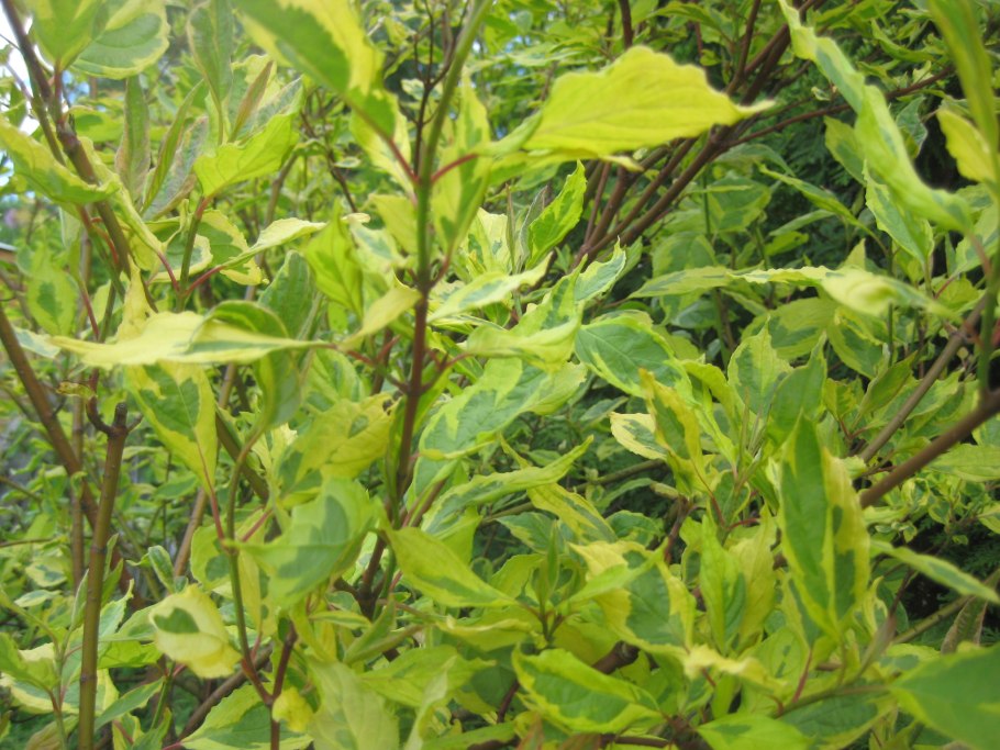 Дерен белый Spaethii