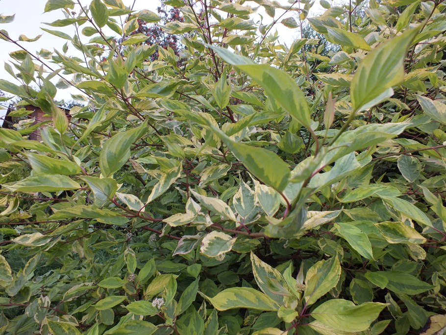 Дерен отпрысковый «Hedgerows Gold»