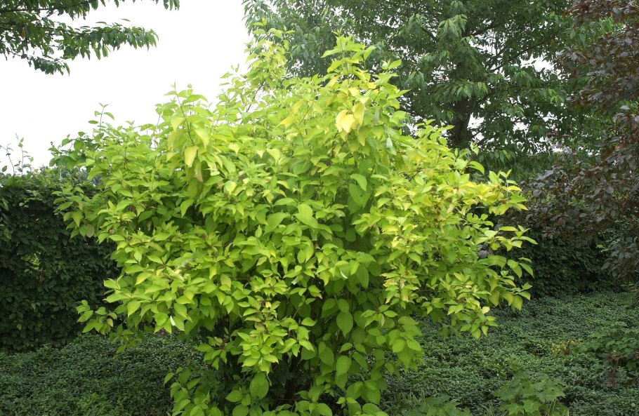 Дерен Cornus Alba Gouchaultii