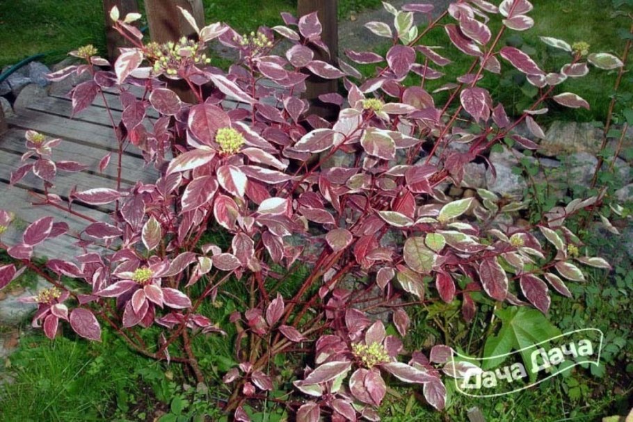 Дерен белый "Aurea" ("Ауреа")