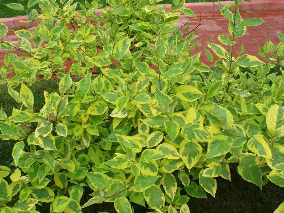 Дерен белый Шпета