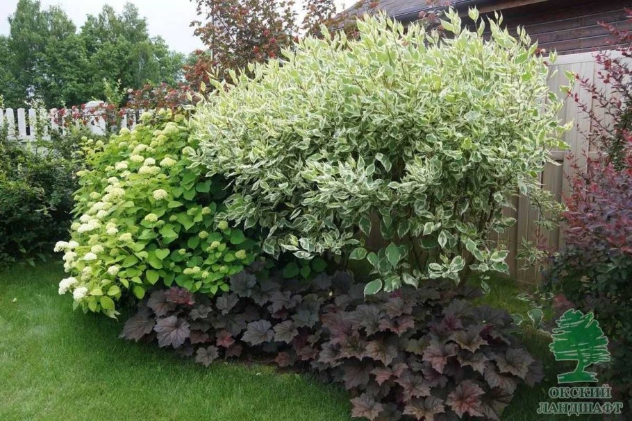 Cornus Alba Spaethii