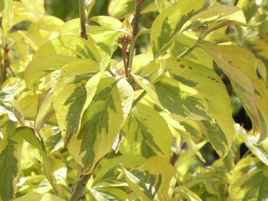 Дерен белый Шпета