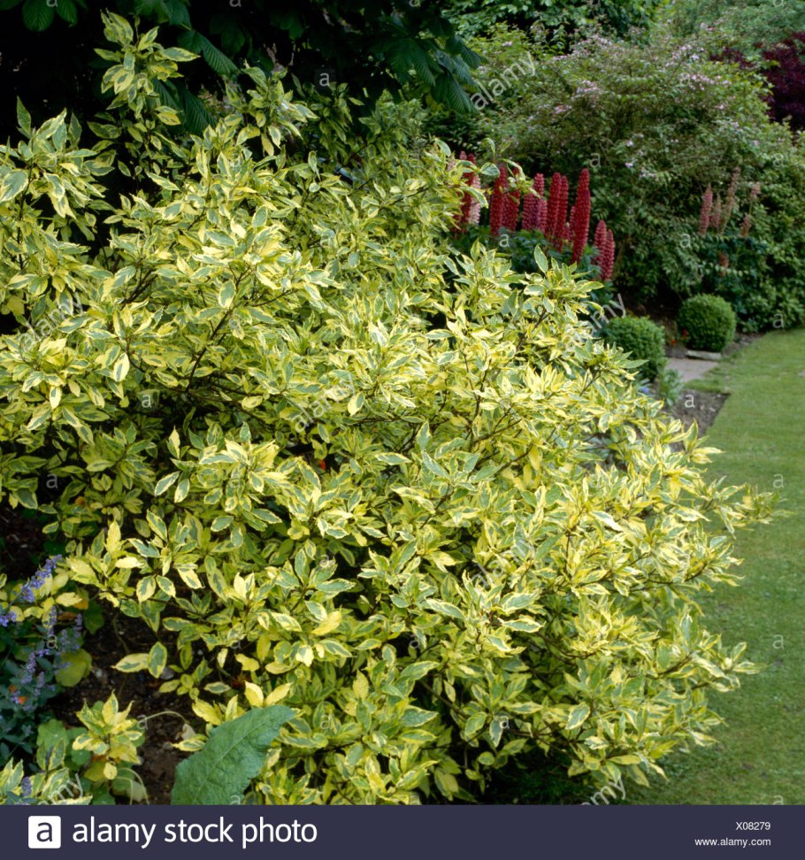 Дерен белый Шпета (Cornus Alba Spaethii)