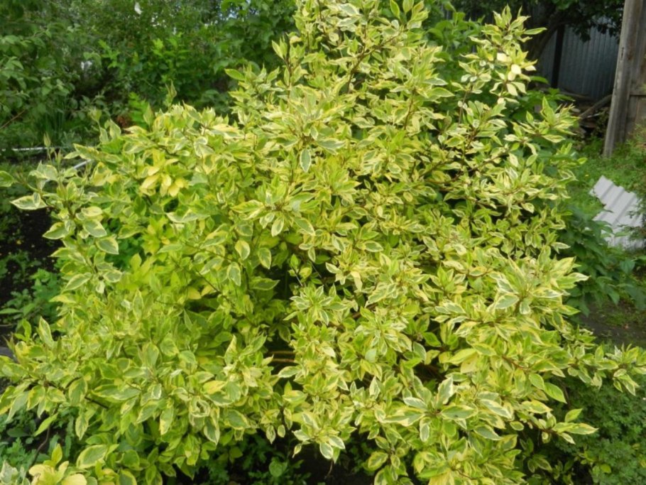 Дерен белый Шпета (Cornus Alba Spaethii)