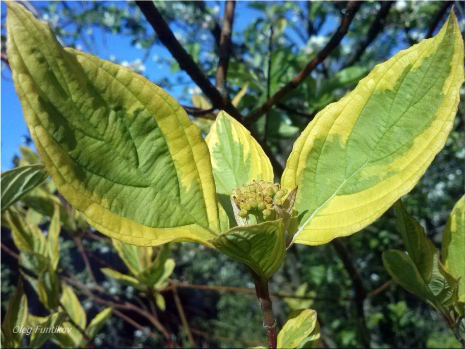 Дерен белый Шпета