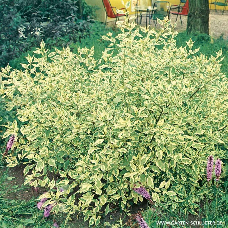 Дерен белый Шпета