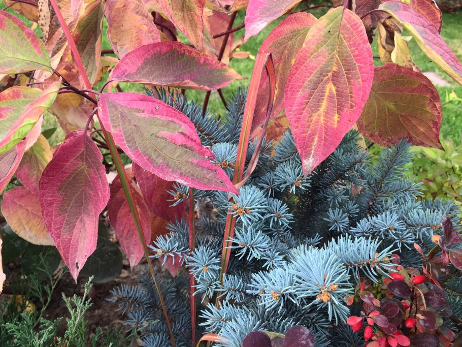 Дерен Гоучаулти