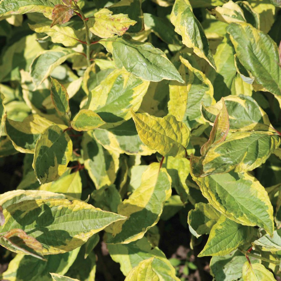 Дерен Ауреа Вариегата