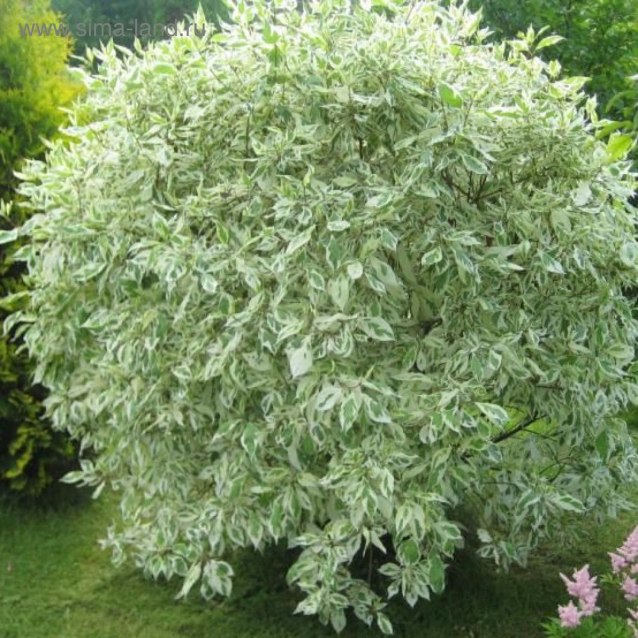 Дерен Gouchaultii