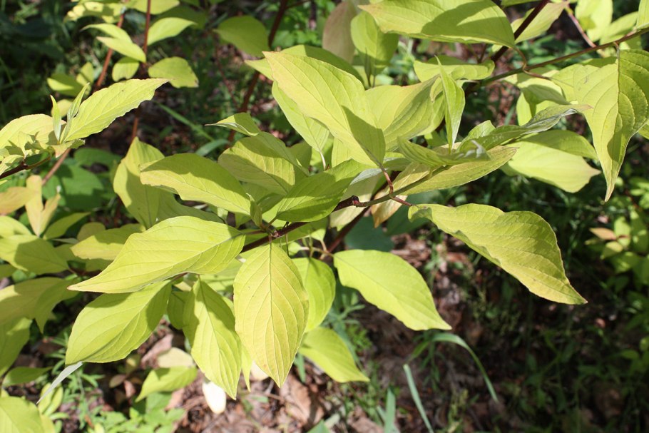 Бересклет Форчуна Эмеральд Голд
