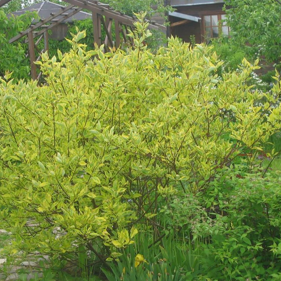 Дерен отпрысковый