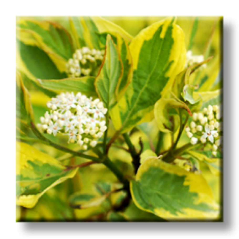 Cornus Alba 'Aurea'