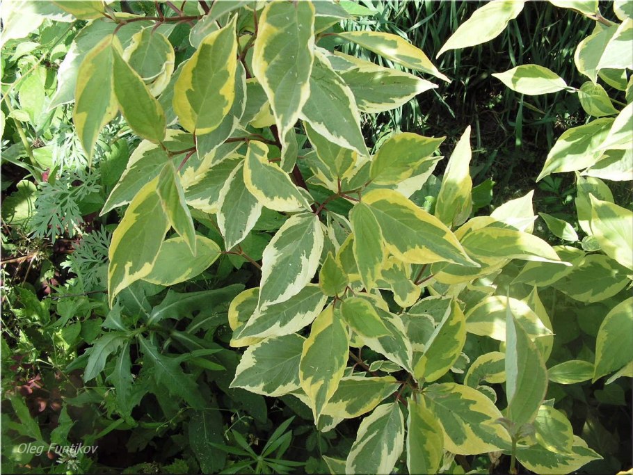 Дерен Гоучаулти