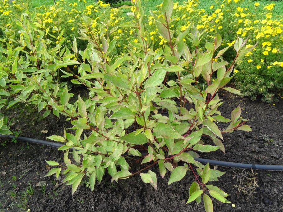 Дерен белый Шпета