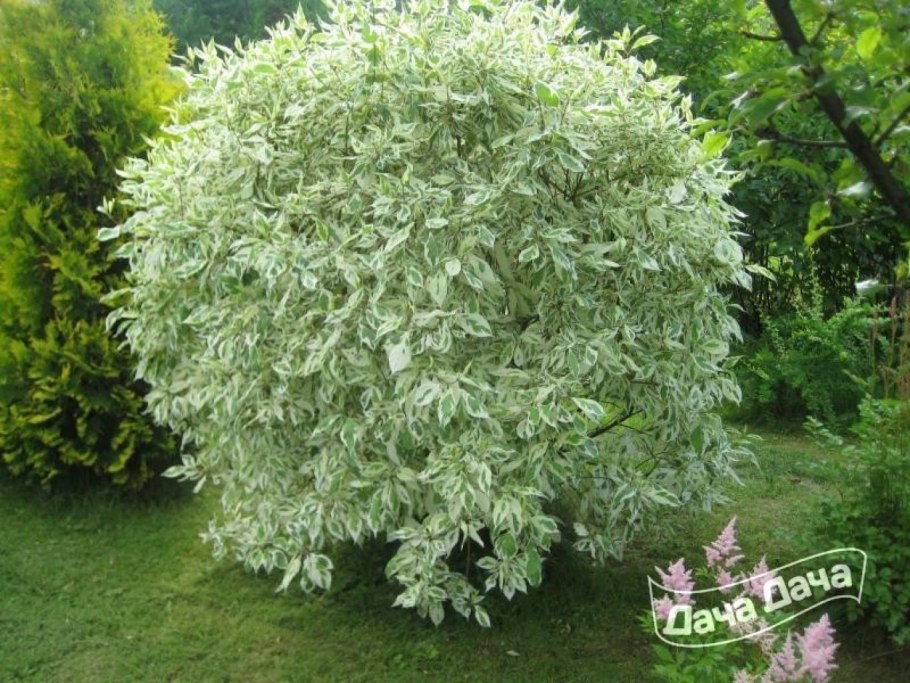 Дёрен белый Aurea