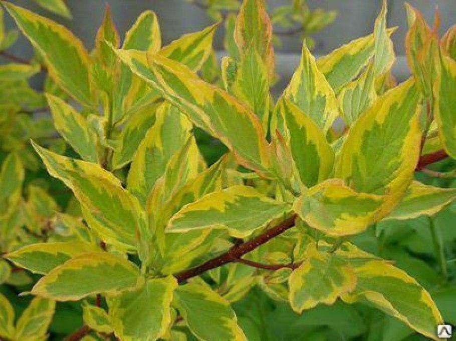 Дерен белый Гоучаулти