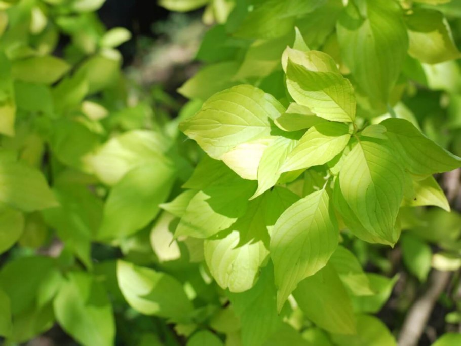 Дерен Ауреа