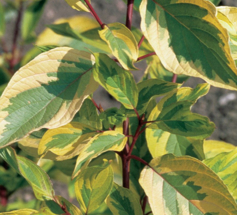 Дерен ампельный