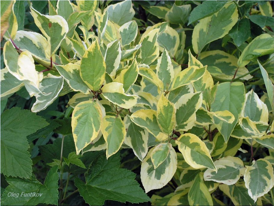 Дёрн кустарник Шпета