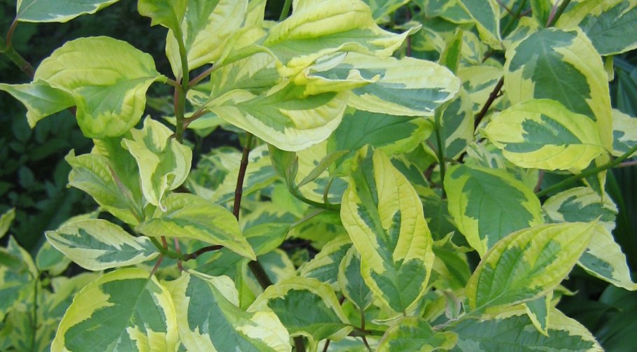 Дерен белый Шпета