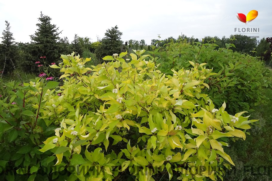 Дерен Гаухаульта