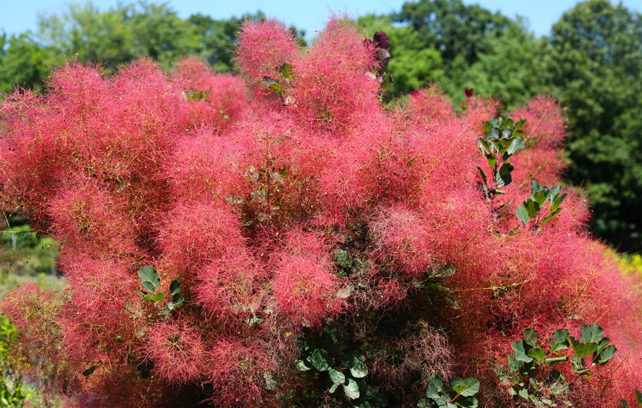 Скумпия Кожевникова