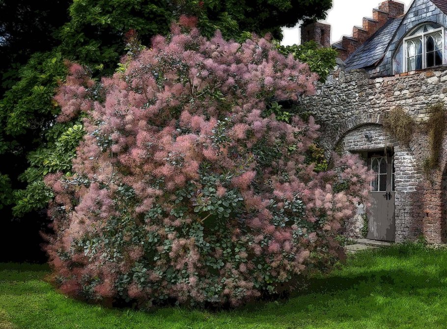 Скумпия Кожевенная куст