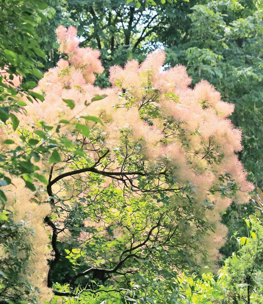 Скумпия Кожевенная флависсимо