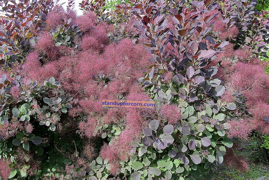 Скумпия Кожевенная флависсимо