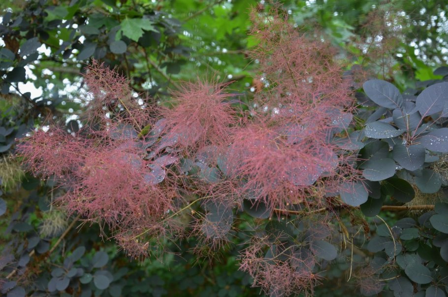 Скумпия Кожевенная