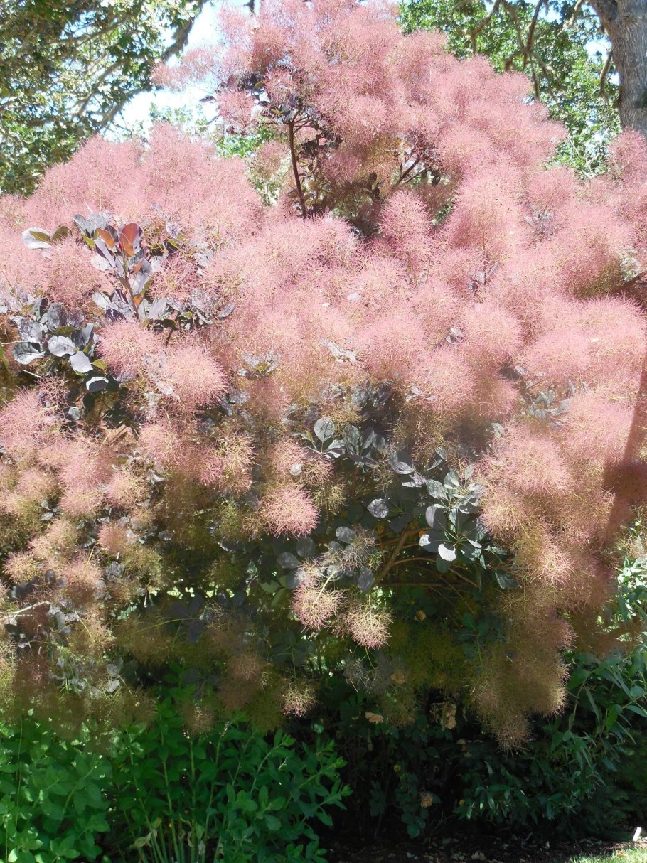 Скумпия Кожевенная Флориссима