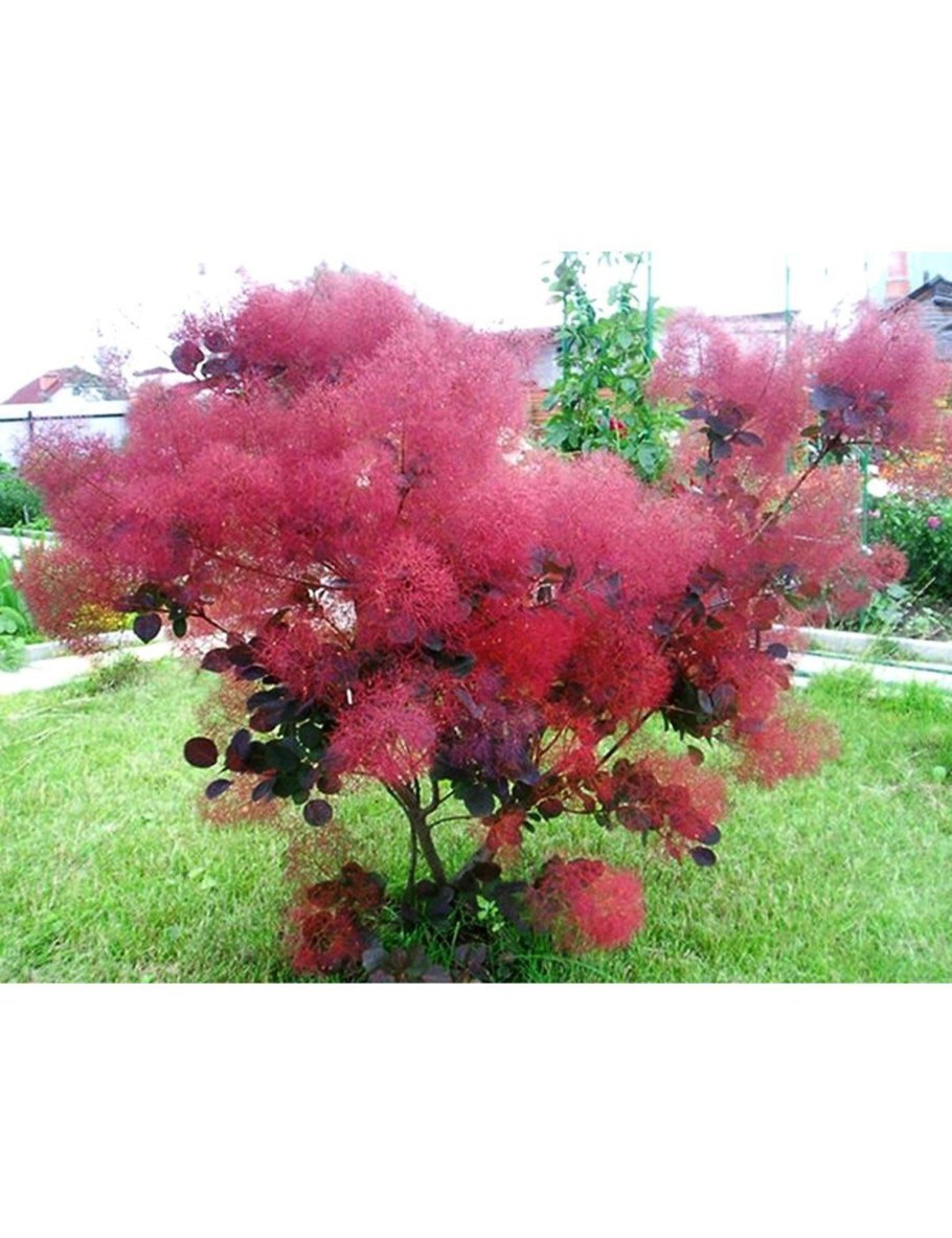 Скумпия Кожевенная Golden Spirit