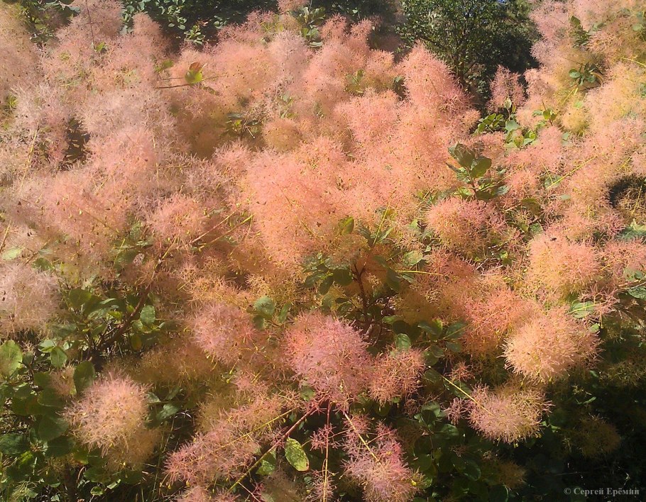 Скумпия Кожевенная Рубрифолиус