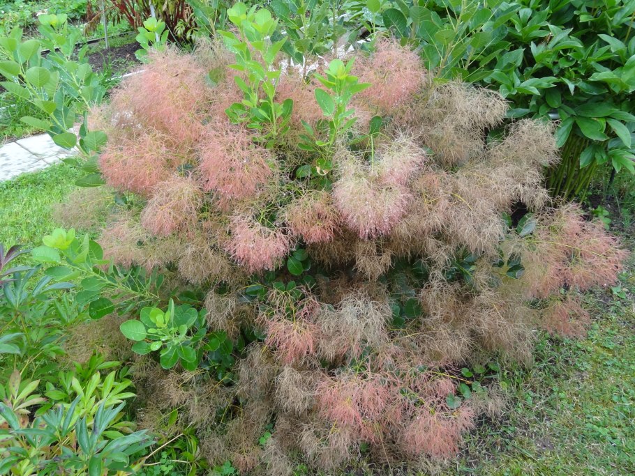 Скумпия куст