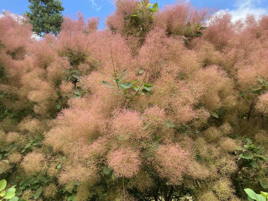 Скумпия Кожевенная Роял