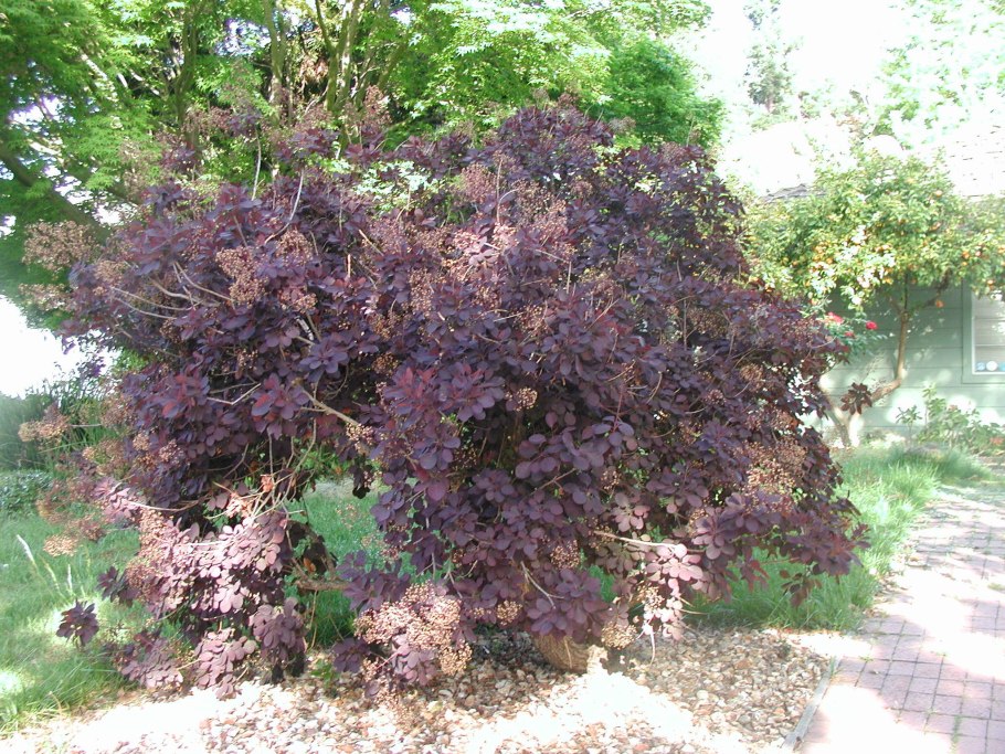 Скумпия Кожевенная Cotinus coggygria