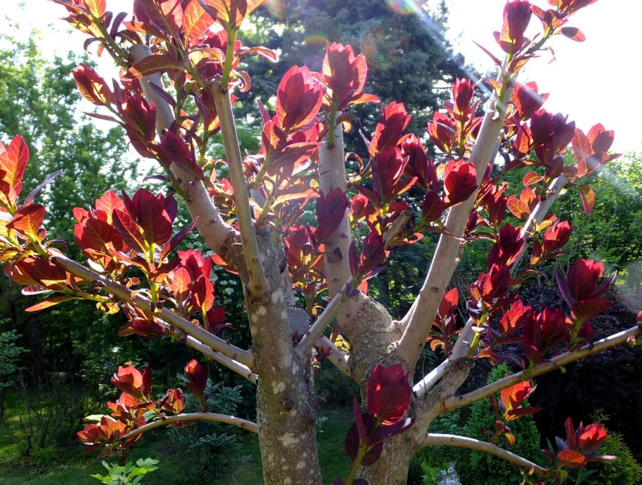 Скумпия пурпурная в Подмосковье