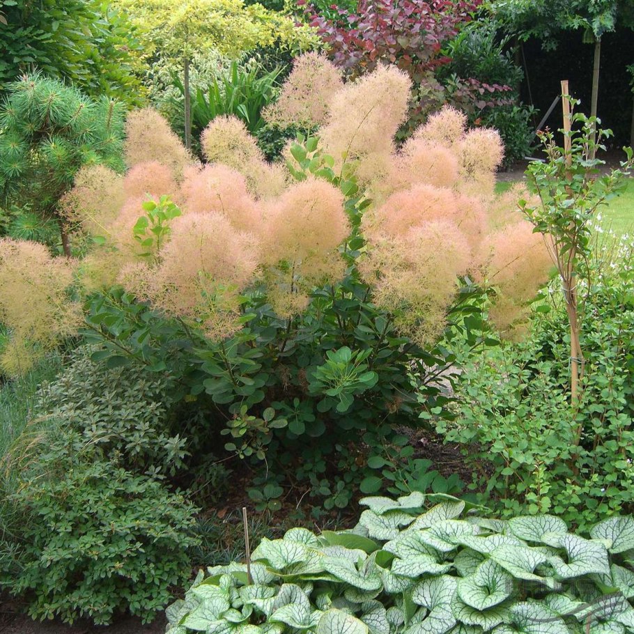 Скумпия Кожевенная флависсимо