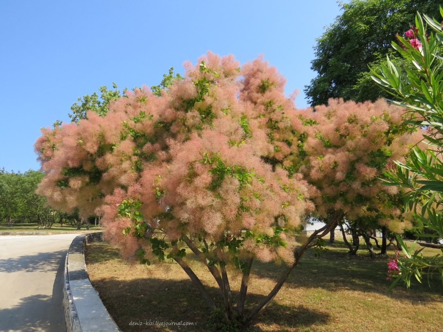 Скумпия пушистая